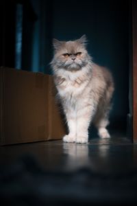 Portrait of cat sitting on floor at home