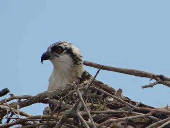 Low angle view of eagle perching on branch against sky