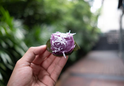 Close-up of hand holding purple flower