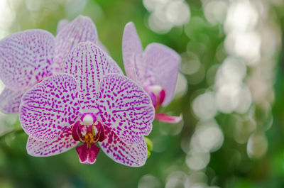 Close-up of insect on pink flowering plant