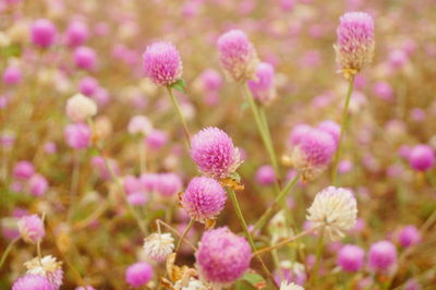 Close-up of pink flowering plants on field