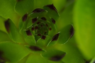 Close-up of succulent plant