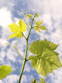 Low angle view of flowering plant against sky