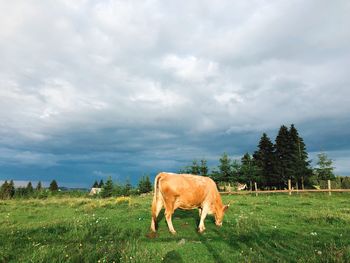Cows grazing in field