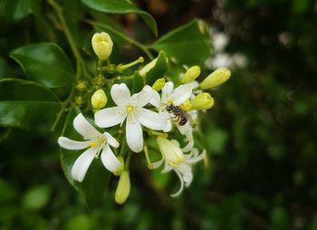 Close-up of insect on flowering plant