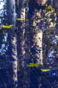 High angle view of leaf floating on water