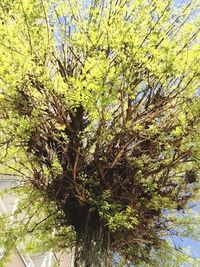 Low angle view of tree against sky