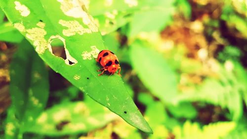 Close-up of ladybug on leaf