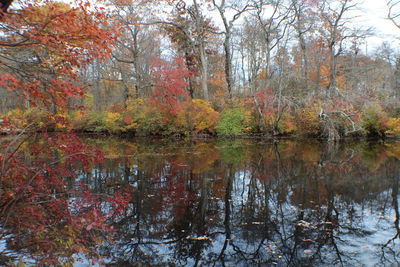 Reflection of trees in water