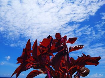 Low angle view of red flowering plant against blue sky