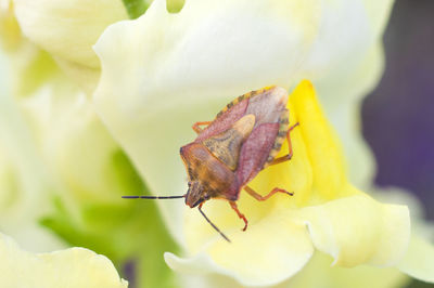 Macro beautiful bug sits on a snapdragon flower macro photography of insects