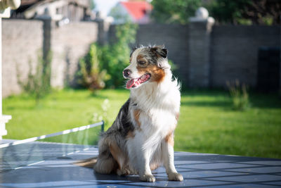 Australian shepherd with a contented face sitting on a blue table. purebred puppy of a blue merle 
