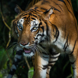 Close-up of a tiger