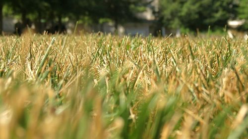 Close-up of plants growing on field