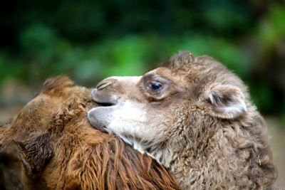 Close-up of an animal