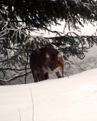 Horse on snow covered tree