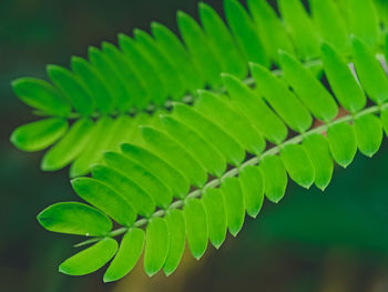 Close-up of fern leaves