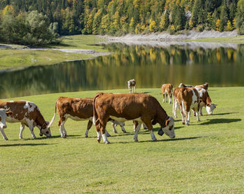 Horses in a field