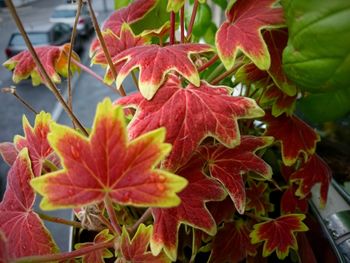 Close-up of red maple leaves on plant