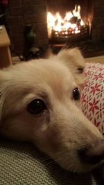 Close-up portrait of a dog