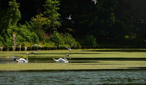 Birds flying over lake