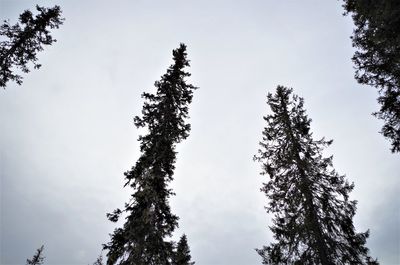 Low angle view of trees against sky