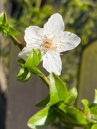 Close-up of white flowering plant