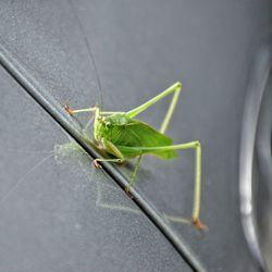 Close-up of grasshopper