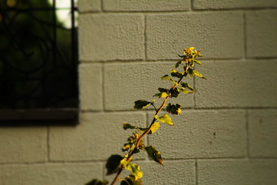 Close-up of yellow flowers