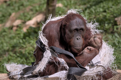 Close-up of monkey