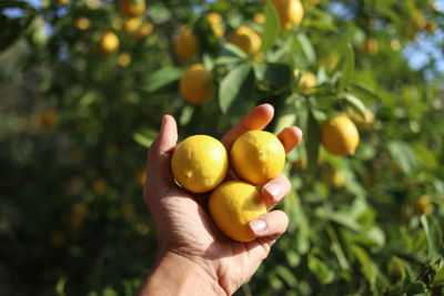 Close-up of hand holding oranges