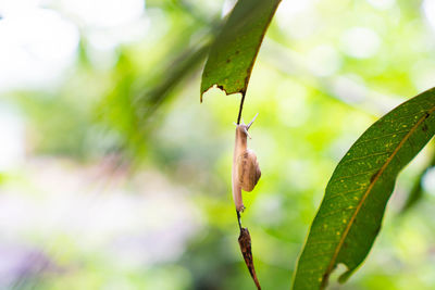 Close-up of insect on leaves