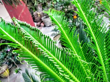 Close-up of green leaves