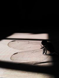 Close-up of insect on table against black background