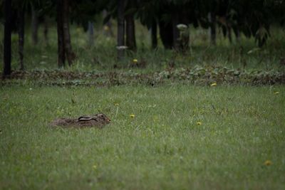 View of bird on field