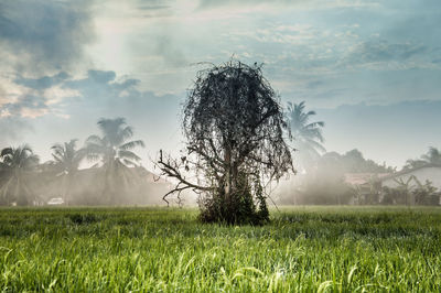 Tree on field against sky