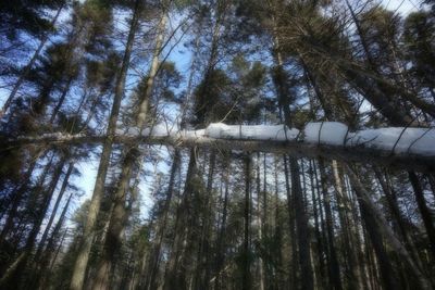 Trees in forest