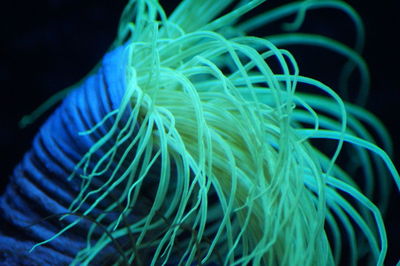 Close-up of jellyfish against black background