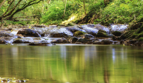 Scenic view of river in forest