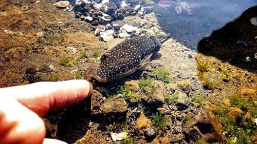 Close-up of a hand feeding on rock