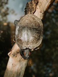 Turtle at zoo