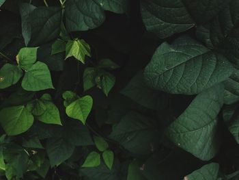 Full frame shot of leaves