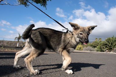 Dog standing on road against sky