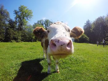 Portrait of cow on field against clear sky