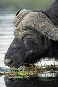 Close-up of buffalo