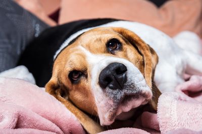 Close-up of dog relaxing on bed at home