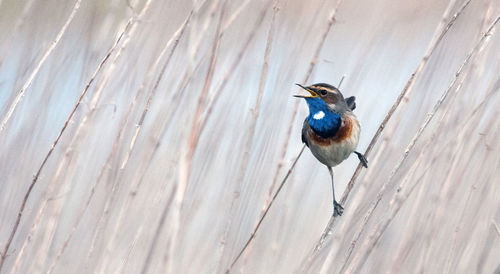 High angle view of bird perching on wood