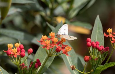 Close-up of butterfly pollinating on orange flower