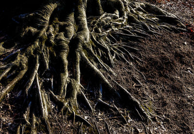 Full frame shot of tree trunk