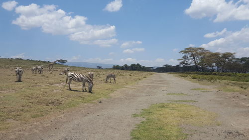 View of sheep on road